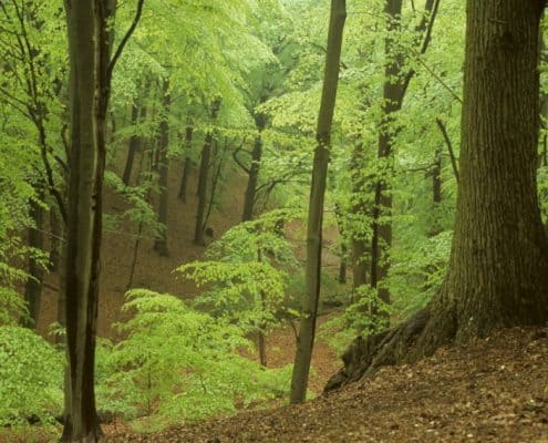 Foto Duivelsberg door Staatsbosbeheer