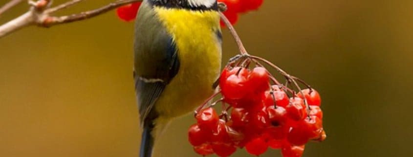 Vogelbescherming Nederland